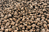 Harvested sugar beet pile