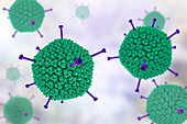 Adenovirus structure, illustration