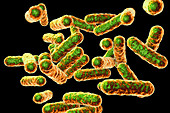 Bartonella quintana bacteria, illustration