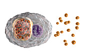 Chlamydia psittaci bacteria, illustration