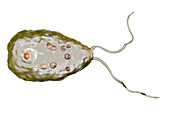 Naegleria brain-eating amoeba, illustration