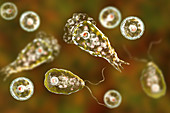 Naegleria brain-eating amoeba forms, illustration