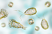 Naegleria brain-eating amoeba forms, illustration