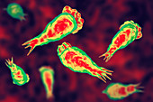 Naegleria brain-eating amoeba, illustration