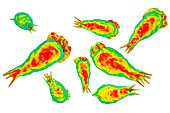 Naegleria brain-eating amoeba, illustration