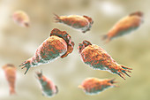 Naegleria brain-eating amoeba, illustration