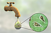 Tap water contaminated by amoeba, illustration