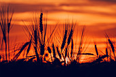 Silhouette of wheat field at sunset
