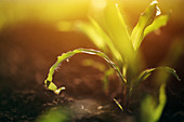 Corn seedling in soil