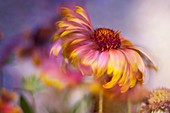 Gerbera flower