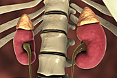 Human kidneys and adrenal glands, illustration