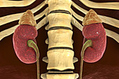 Human kidneys and adrenal glands, illustration