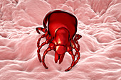 Lyme disease tick, illustration