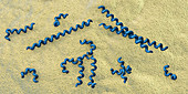 Treponema pallidum syphilis bacteria, illustration