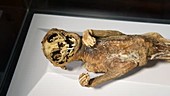 Anatolian mummy of a cat, museum display