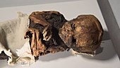 Anatolian mummy of a baby, museum display