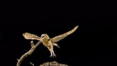 Barn owl flying, slow motion