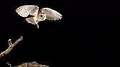 Owl taking off, slow motion