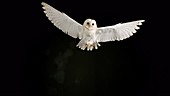 Owl in flight, slow motion