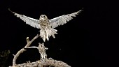 Two owls taking off, slow motion