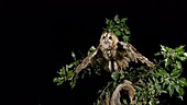 Owl taking off, slow motion