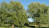 Willow trees by river