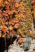 Virginia creeper in autumn colours on house façade