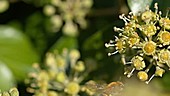 European honey bee, slow motion