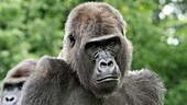 Gorilla, close up portrait