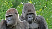 Two gorillas, portrait