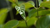 Raindrop on leaf, slow motion