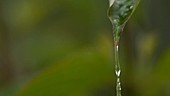 Raindrops on leaf, slow motion