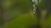Raindrop on leaf, slow motion