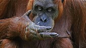 Orangutan, close up