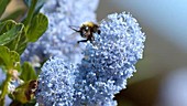 Bumble bee on flowers, slow motion