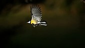 Great tit flying, slow motion