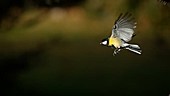 Great tit flying, slow motion