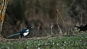 Black billed magpie taking off, slow motion