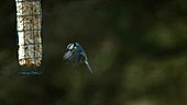 Blue tit on feeder, slow motion