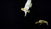 Owls in flight, slow motion