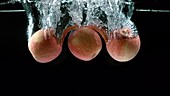 Three apples falling in water, slow motion