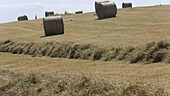 Farmer gathering in hay