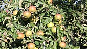 Apples growing in an orchard