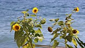 Sunflowers on the beach