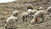 Alpacas grazing, Bolivia
