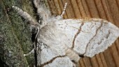 Pale tussock moth