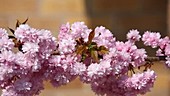 Ornamental cherry blossom