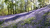 Bluebells in woodland