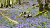 Bluebells in woodland