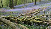 Bluebells in woodland